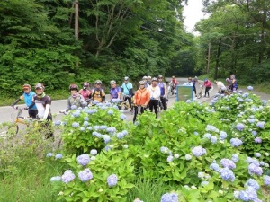 繡球花在路口