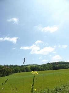 白雲遠丘小黄花