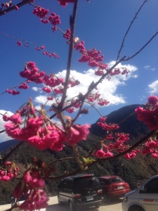 谷奌咖啡庭園之桜...有看頭